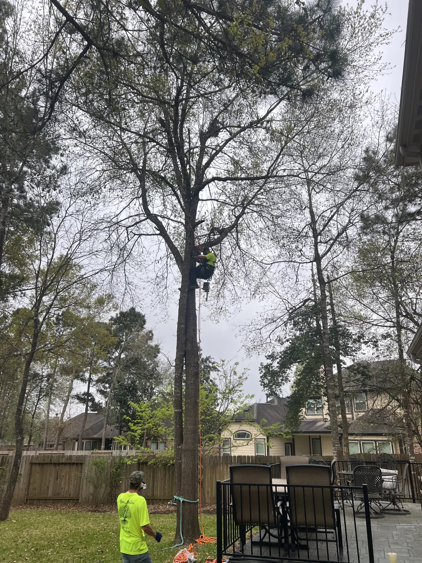 Professional tree service in The Woodlands, TX by Branching Out