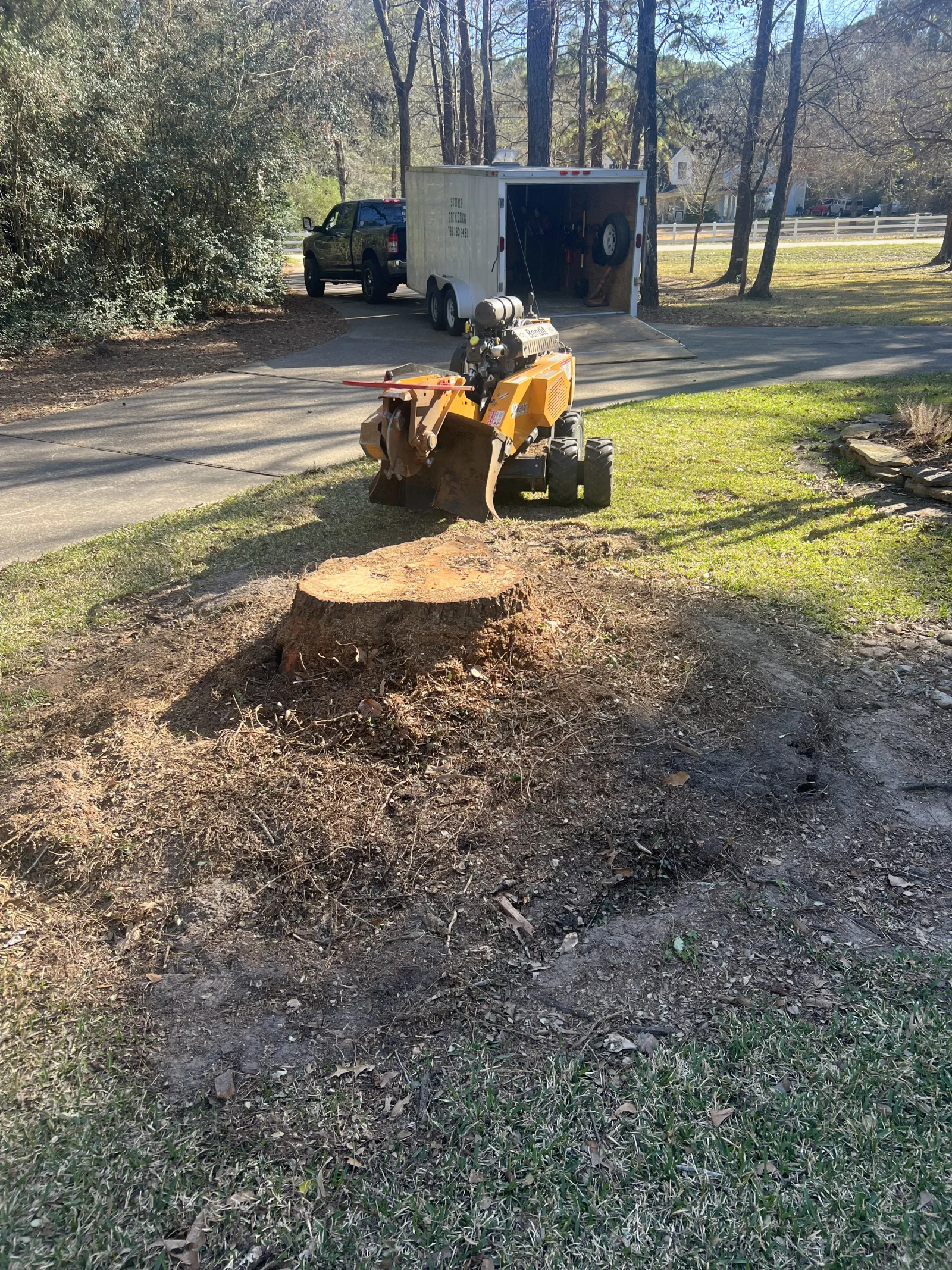 Stump grinding service removing tree stump in Conroe TX