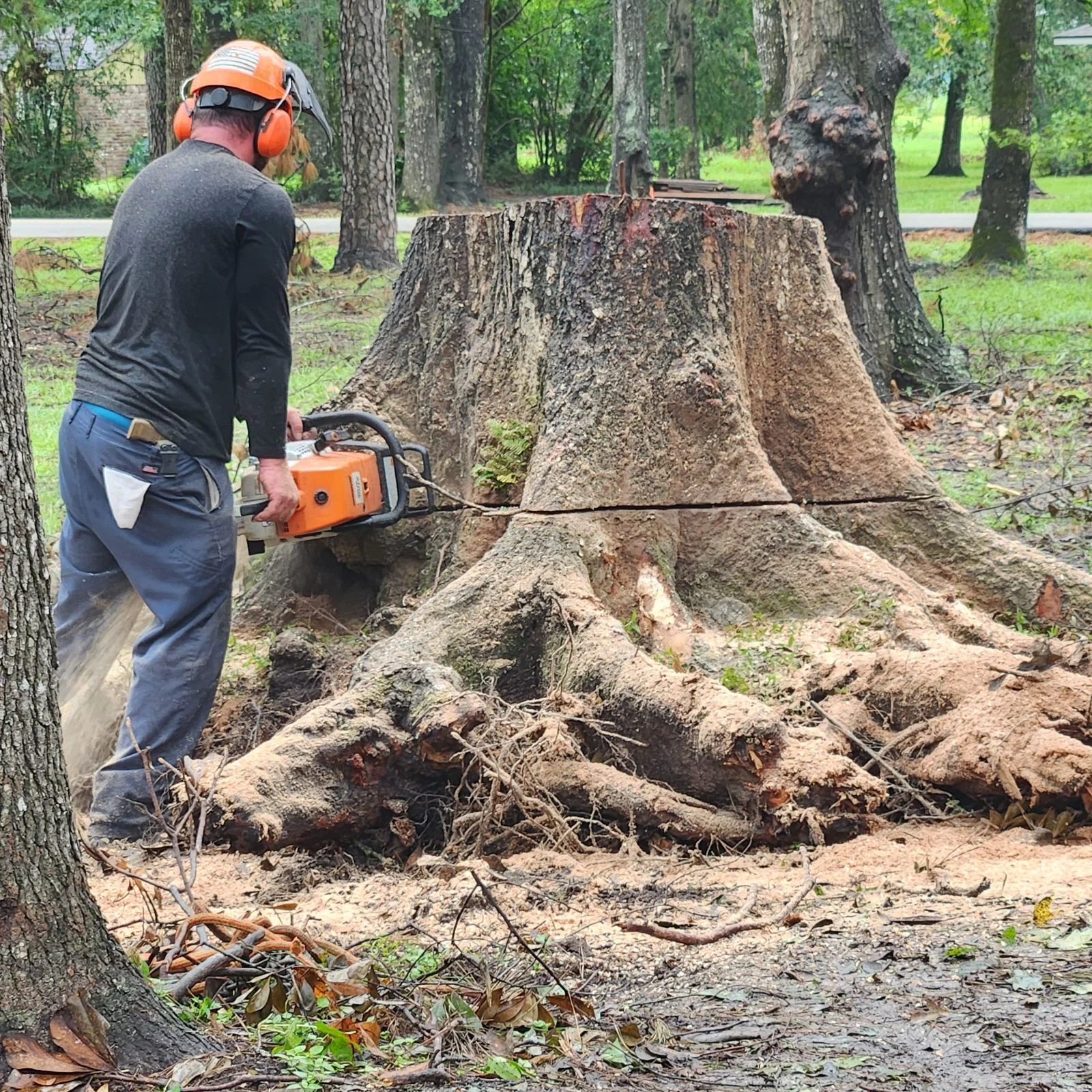 Professional stump grinding service with chainsaw in Conroe Texas