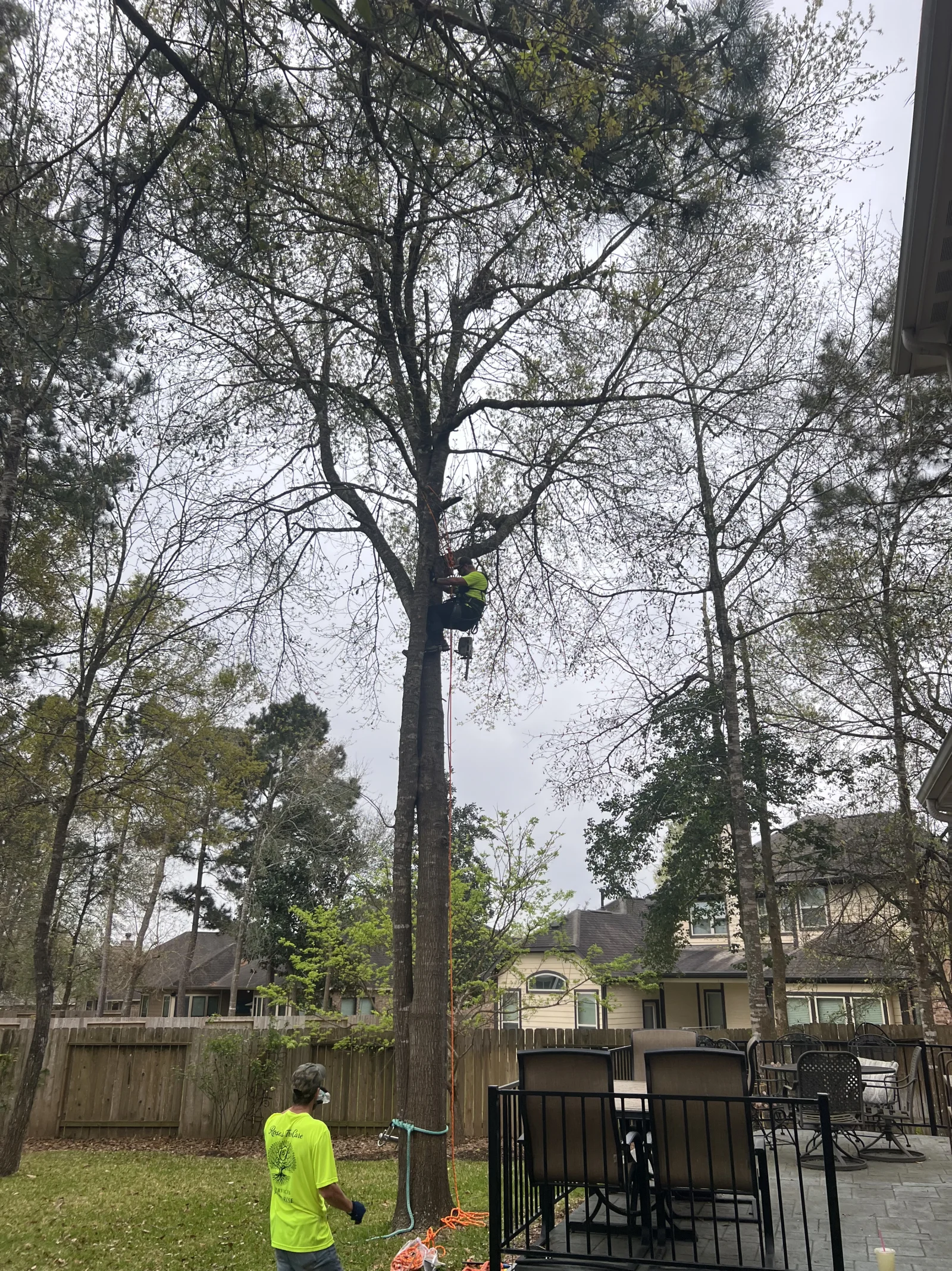 Tree trimming service in The Woodlands TX